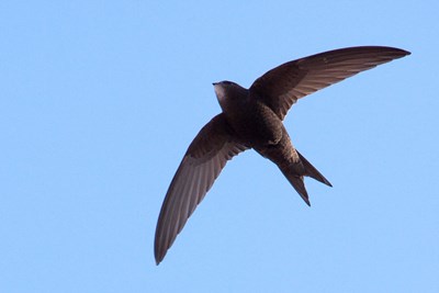 We’re putting a spotlight on swifts, with a little help from The One Show