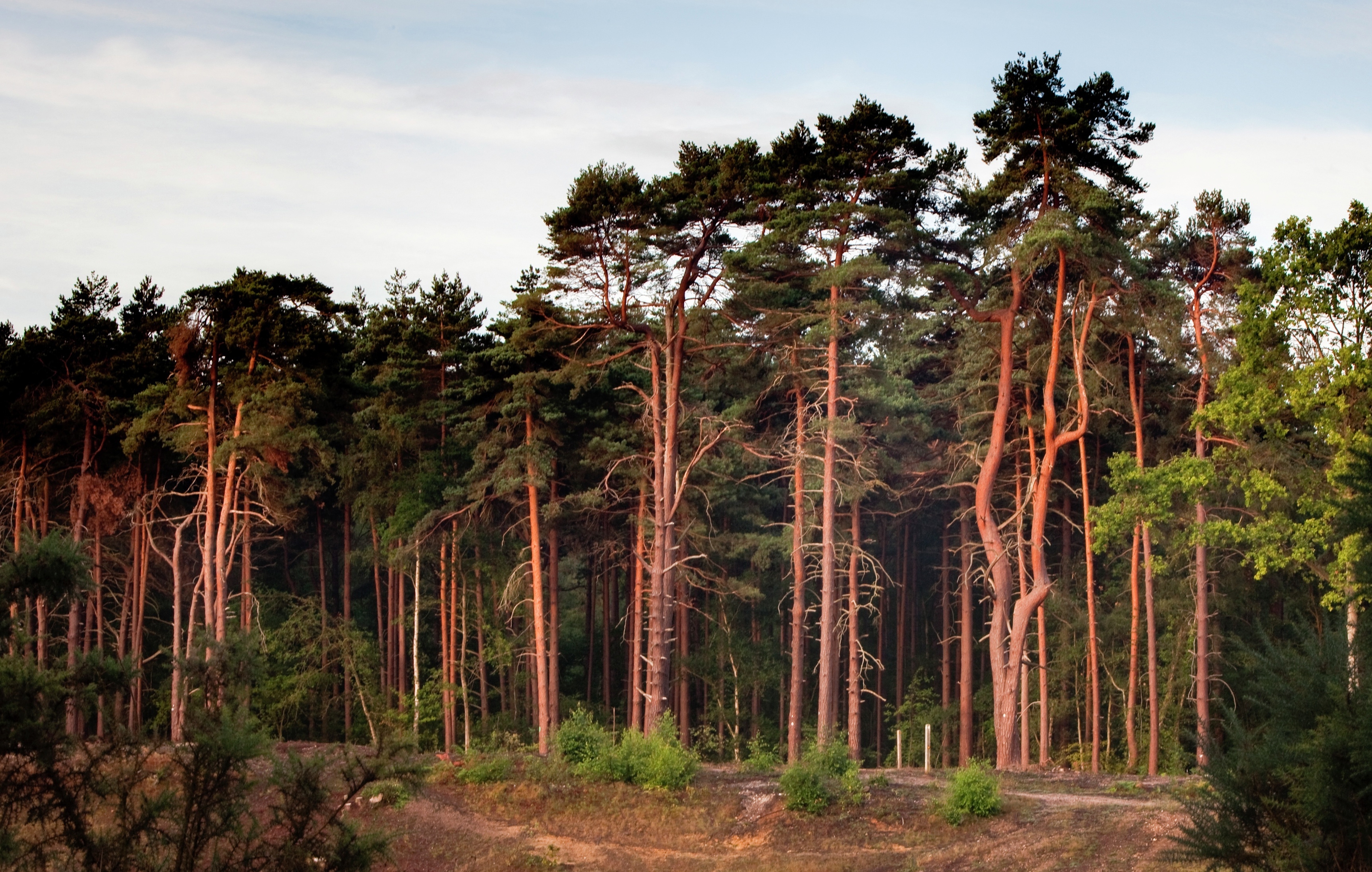 Treetops, Oxshott Apartments for sale in Surrey Cala Homes
