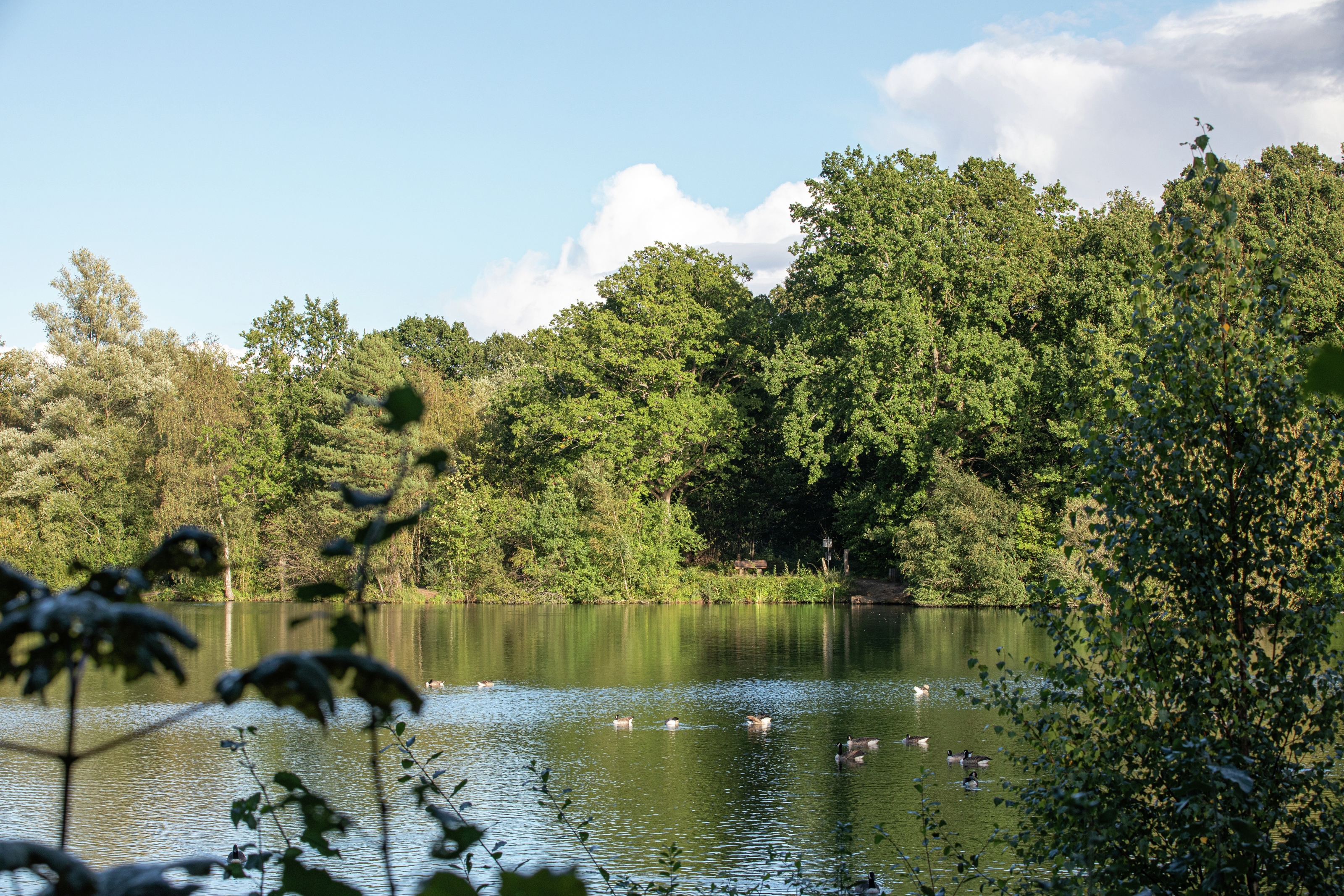 Treetops Apartments & houses for sale in Oxshott Surrey Cala Homes