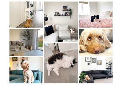 Top Tips for Moving Home with your Pet