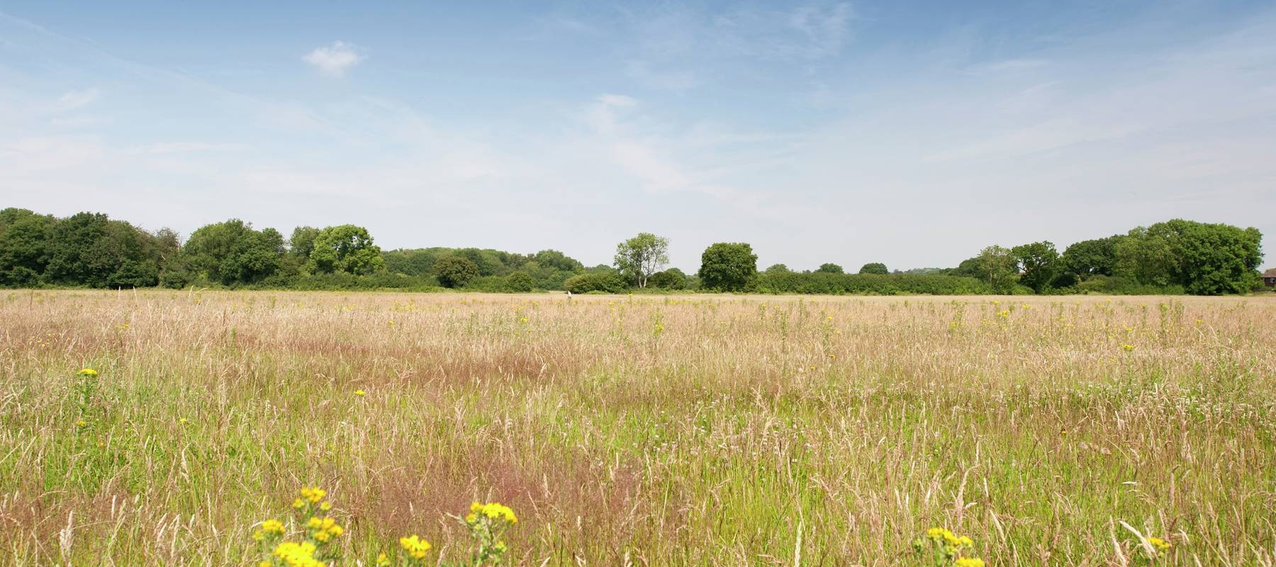 Cala At Warlingham Homes In Surrey Cala Homes cala-at-warlingham-homes-in-surrey-cala-homes