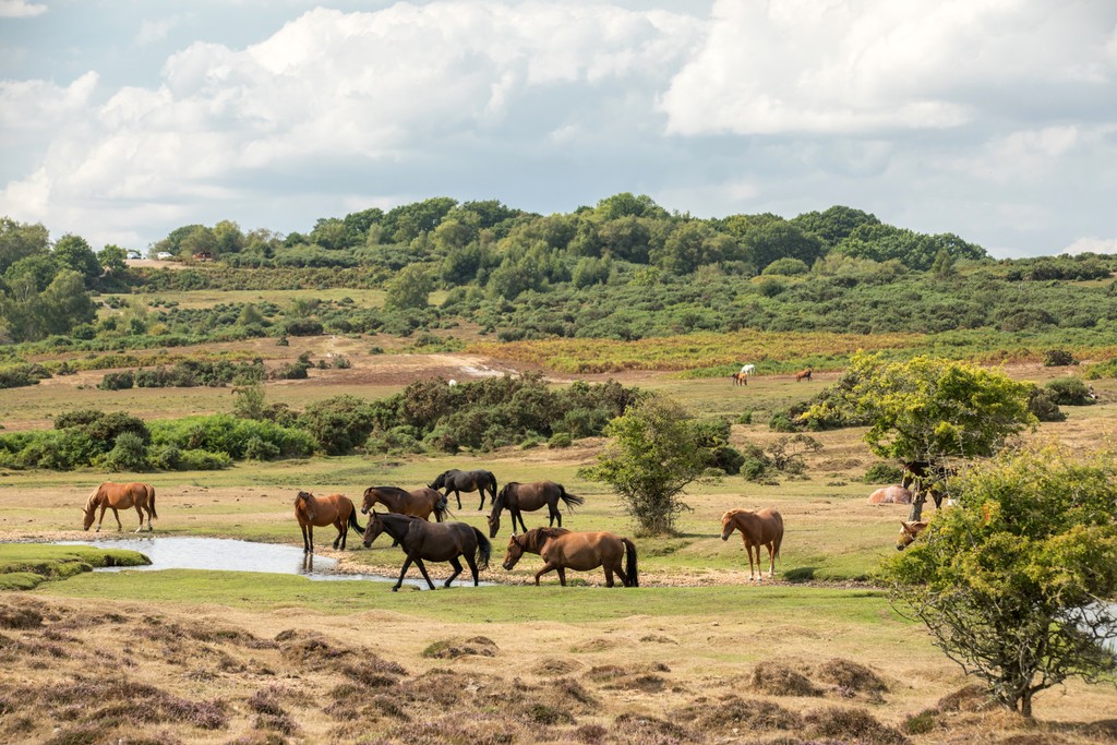 Knightwood Chase New Forest Photography